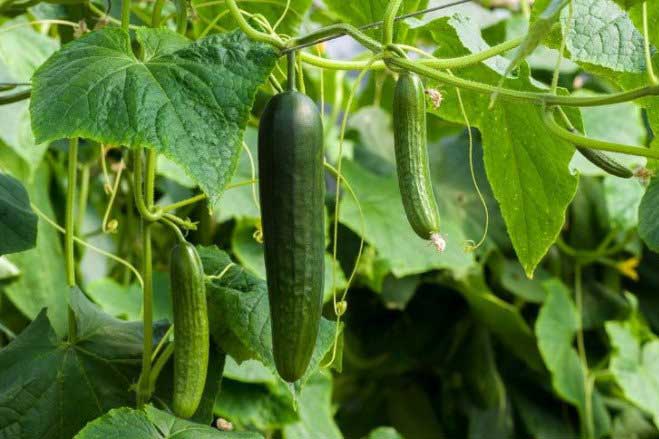 Chẳng cần mua "nước thần" đắt đỏ, uống loại nước ép rẻ tiền này vừa đẹp da lại tốt cho xương