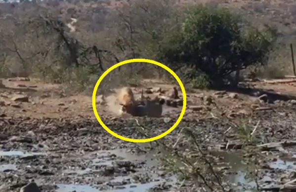 Clip: Mải mê uống nước, linh dương Waterbuck bị sư tử hạ sát