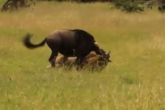 Clip: Linh dương đầu bò bỏ mạng vì thói ngủ ngày