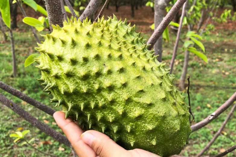 Loại quả gai góc xấu xí nhưng là "vua" ngừa ung thư: Tốt nhưng phải dùng cẩn trọng