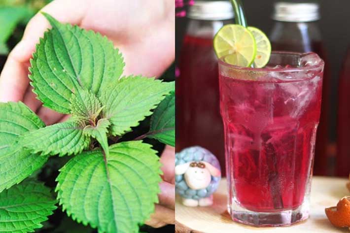 2 tác hại khi uống nước tía tô ngày hè