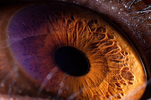 Ngắm nhìn vẻ đẹp kỳ lạ độc đáo trong đôi mắt của muôn thú