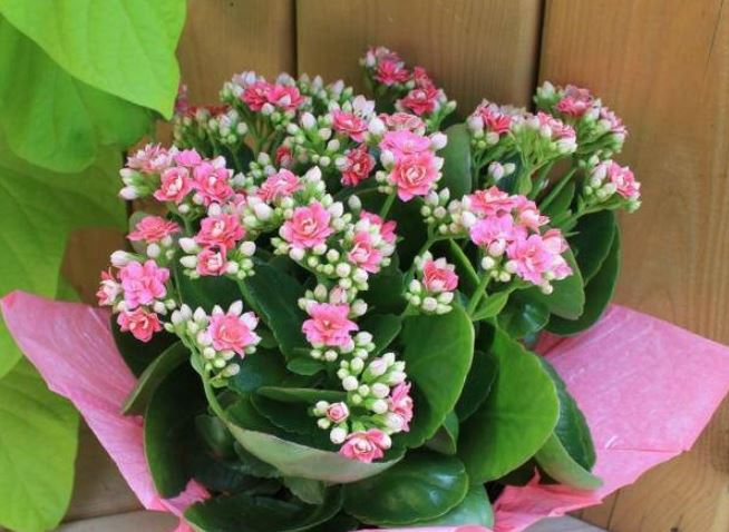 Trời nắng nóng nhớ "4 không làm" để trồng hoa trường sinh sống lâu, mùa thu căng tràn nụ