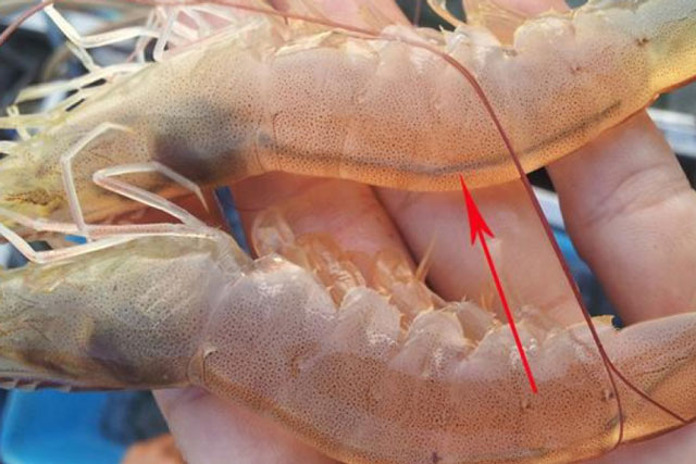 Con tôm có 2 bộ phận ăn nhầm dễ rước bệnh cần biết và 3 phần trên con tôm không nên đụng đũa
