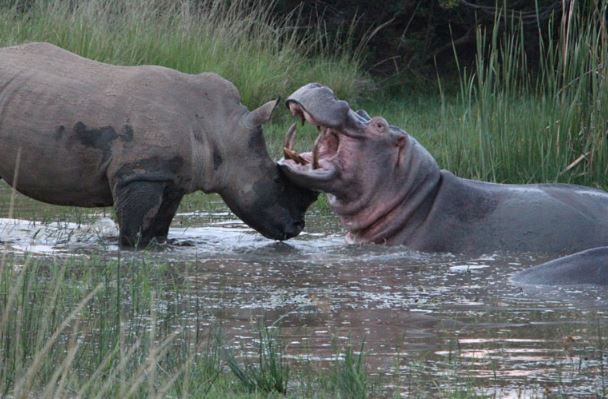Clip: Cuộc ác đấu kinh điển giữa tê giác và hà mã