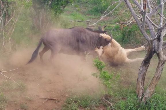 Clip: Dùng trí thông minh, linh dương đầu bò thoát chết thần kỳ