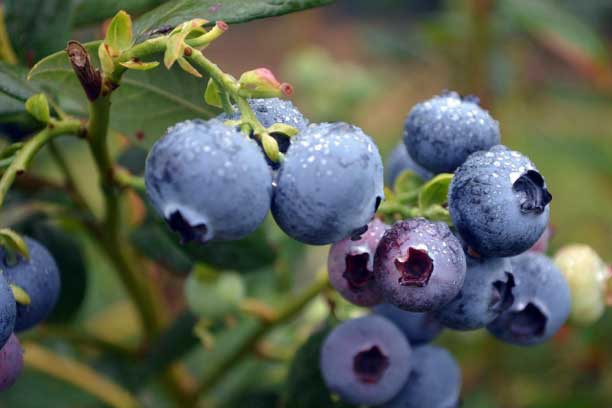 Loại trái cây ăn vào đẹp da, giảm cân, tế bào ác tính "tránh xa"