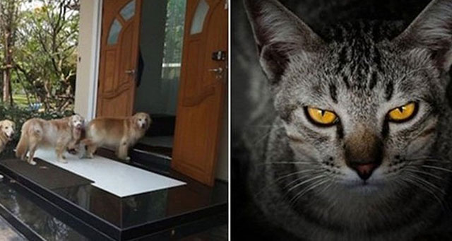 Các cụ dạy: 'Lợn đến nhà thì nghèo, chó đến nhà thì phú, mèo đến thì nhà có tang', vì sao thế?