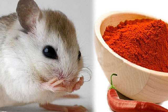 9 cách đuổi chuột ra khỏi nhà vĩnh viễn, vừa đơn giản lại rẻ tiền, nhà nào cũng làm được