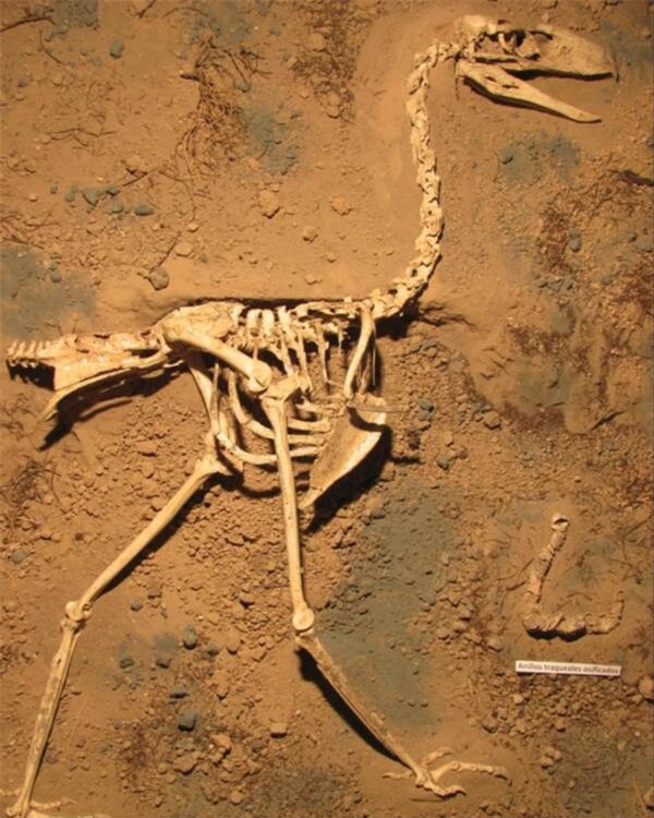 Tại sao chim khủng bố - Phorusrhacids lại là loài động vật ăn thịt đáng sợ nhất thời tiền sử? - Ảnh 1.