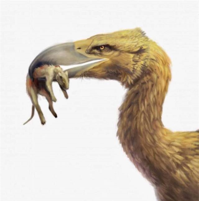 Tại sao chim khủng bố - Phorusrhacids lại là loài động vật ăn thịt đáng sợ nhất thời tiền sử? - Ảnh 3.