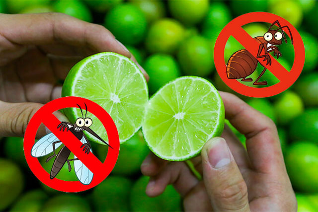 5 cách đuổi côn trùng khỏi nhà vĩnh viễn mà không cần dùng hóa chất