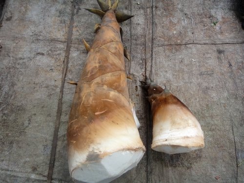 Măng tươi chứa chất cyanide cực độc, muốn loại bỏ cần làm theo cách này