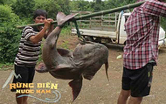 
"Thủy quái nước ngọt" ở Việt Nam: Cống phẩm tiến vua kì lạ, có tiền chưa chắc mua được