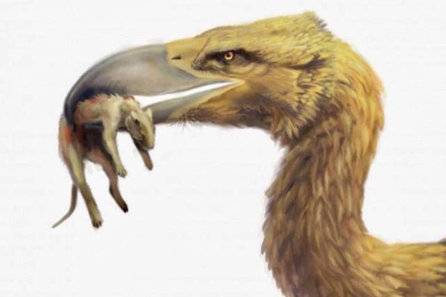 Tại sao chim khủng bố - Phorusrhacids lại là loài động vật ăn thịt đáng sợ nhất thời tiền sử?