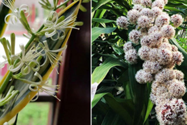 Tổ tiên mách bảo: 5 loại cây cực hiếm nở hoa, khi đã nở là nhà 3 đời hưởng lộc