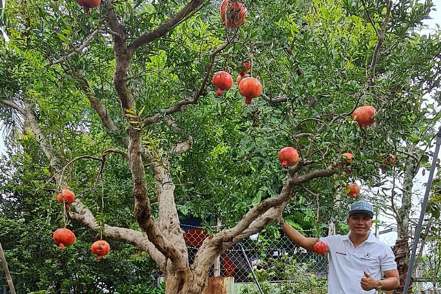 Tổ tiên dặn: 3 loại cây "May mắn - Giàu sang" ông bà trồng con cháu hưởng phú quý theo tới 10 đời