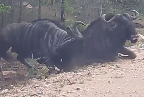 Clip: Linh dương đầu bò tấn công đồng loại vô cùng dã man