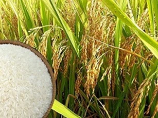 Giá lúa gạo của Việt Nam luôn tuân theo quy luật thị trường