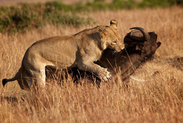 Clip: 5 pha sát hại trâu rừng trong nháy mắt của sư tử