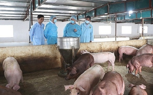 Hình ảnh: Không còn phát sinh lợn chết sau khi tiêm vaccine dịch tả lợn châu Phi số 1