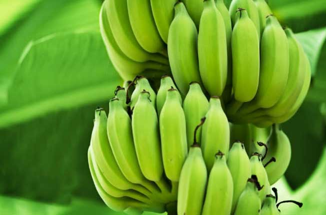 Lợi ích tuyệt vời của quả chuối xanh, điều số 3 rất có ích với chị em