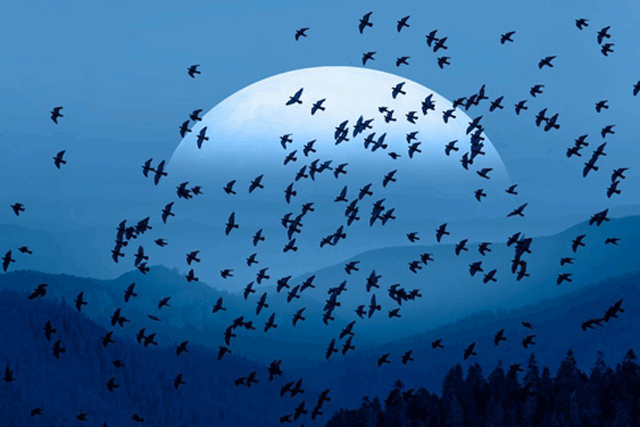 Tại sao chim di cư không ở luôn phương Nam mà phải "nhọc công" bay về phương Bắc khi hết mùa lạnh?