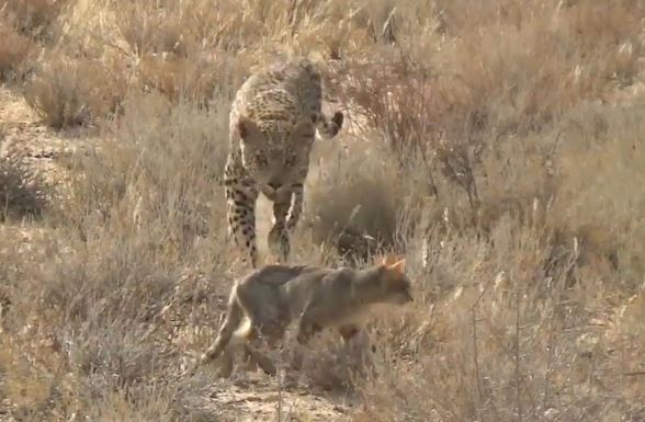 Clip: Mải săn mồi, mèo hoang bị báo đoạt mạng trong chớp mắt