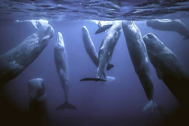 Vì sao loài động vật có "mũi thở" như cá voi lại ngủ được dưới nước?