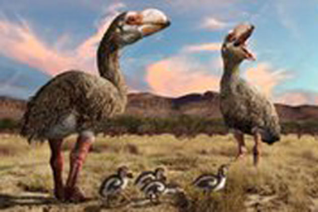 Điều gì đã khiến cho loài "vịt quỷ" khổng lồ của Australia tuyệt chủng?