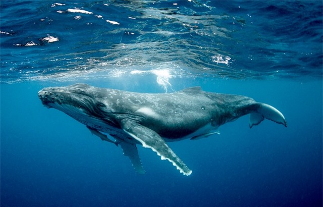 Vì sao loài động vật có &quot;mũi thở&quot; như cá voi lại ngủ được dưới nước? - Ảnh 1.
