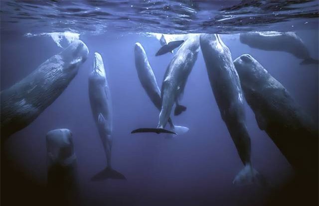 Vì sao loài động vật có &quot;mũi thở&quot; như cá voi lại ngủ được dưới nước? - Ảnh 3.