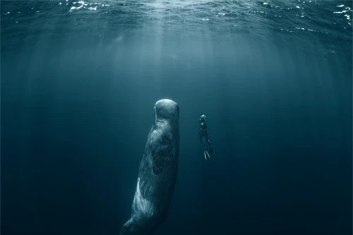 Vì sao loài động vật có &quot;mũi thở&quot; như cá voi lại ngủ được dưới nước? - Ảnh 4.