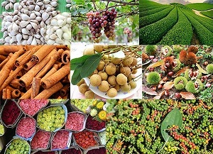 Thúc đẩy mở thị trường cho nông sản chủ lực xuất khẩu