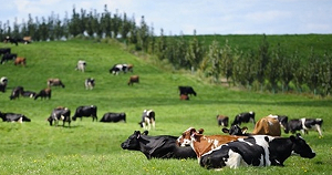 Ireland khởi động Chiến dịch Sữa châu Âu mới tại Việt Nam