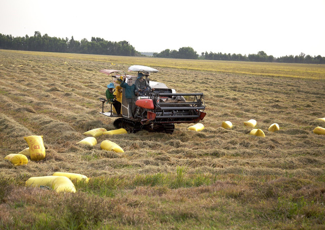 Lúa chín rục ngoài đồng, nông dân khốn đốn vì máy gặt “khát” dầu