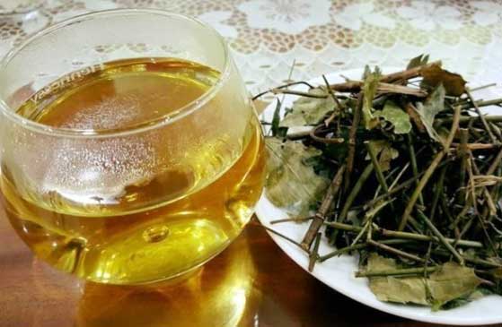 Uống một cốc nước lá vối cơ thể nhận về những thay đổi kì diệu