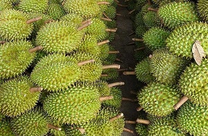 76 vùng trồng, cơ sở đóng gói sầu riêng Việt Nam được xuất khẩu sang Trung Quốc