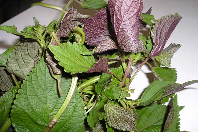 Những lợi ích bất ngờ của lá tía tô mà bất kể ai cũng cần đến