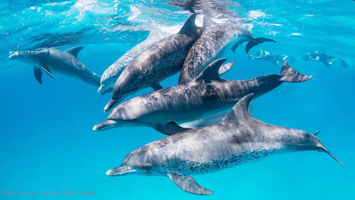 Dolphins have the largest alliance network outside of humans, study finds.