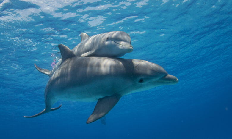 Male dolphins in Shark Bay form alliances of two to three individuals to pursue consortships with individual females.