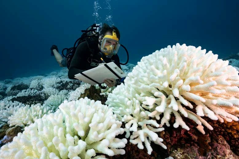 The die-off of coral reefs is a tipping point that could be triggered after 1.5°C of warming.
