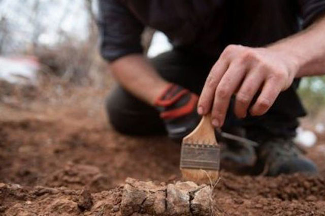 “Ông tổ” của vua quái vật hiện hình nguyên vẹn sau 230 triệu năm