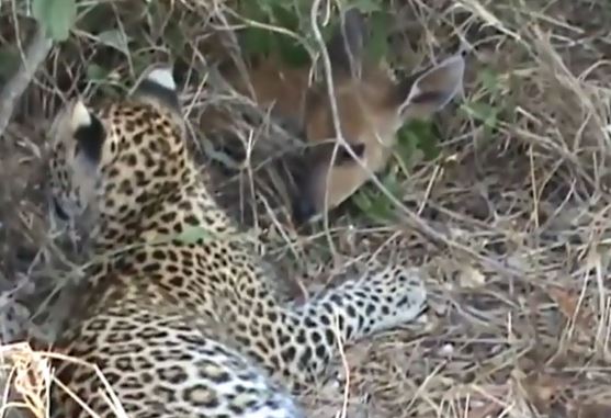 Clip: Báo hoa mai hành hạ linh dương con cực kỳ dã man