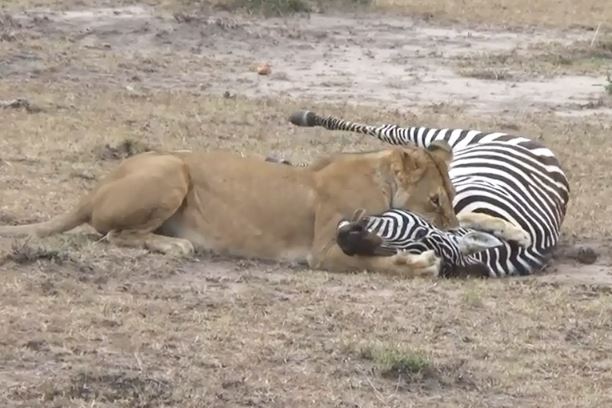 Clip: Sư tử nhọc nhằn hạ sát ngựa vằn