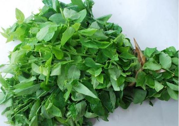 Chữa bệnh chỉ bằng cách sử dụng rau ngót