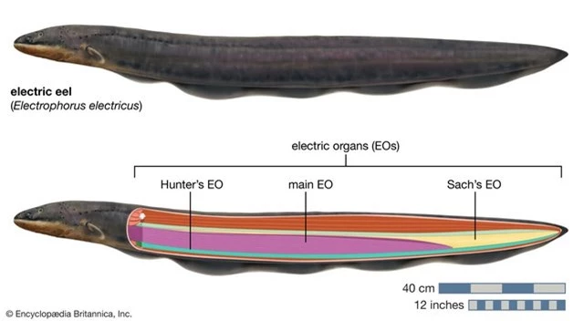Phóng xung điện 600 vôn, loài lươn dị khiến cha đẻ thuyết tiến hóa rối trí: Bài toán khó - Ảnh 3.