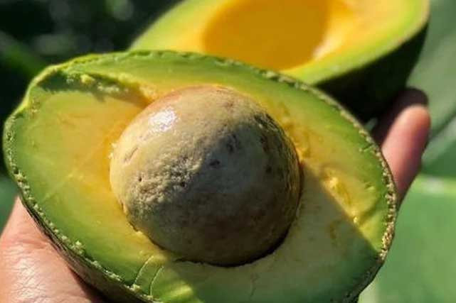 Sai lầm tai hại khi ăn bơ, biến tất cả dinh dưỡng thành "độc dược"
