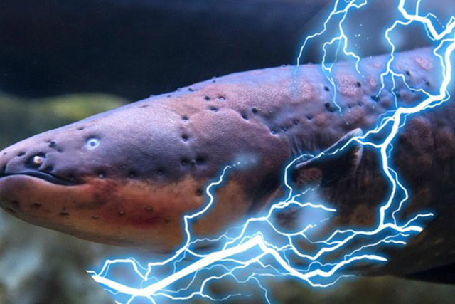 Phóng xung điện 600 vôn, loài lươn dị khiến cha đẻ thuyết tiến hóa rối trí: Bài toán khó