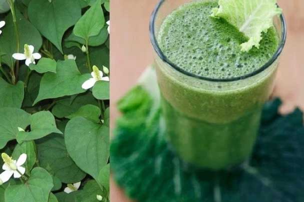 Giảm cân siêu nhanh chỉ bằng một nắm rau diếp cá